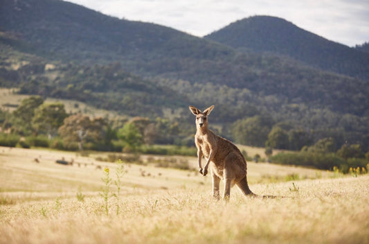 Explore the Canberra region - full day experience