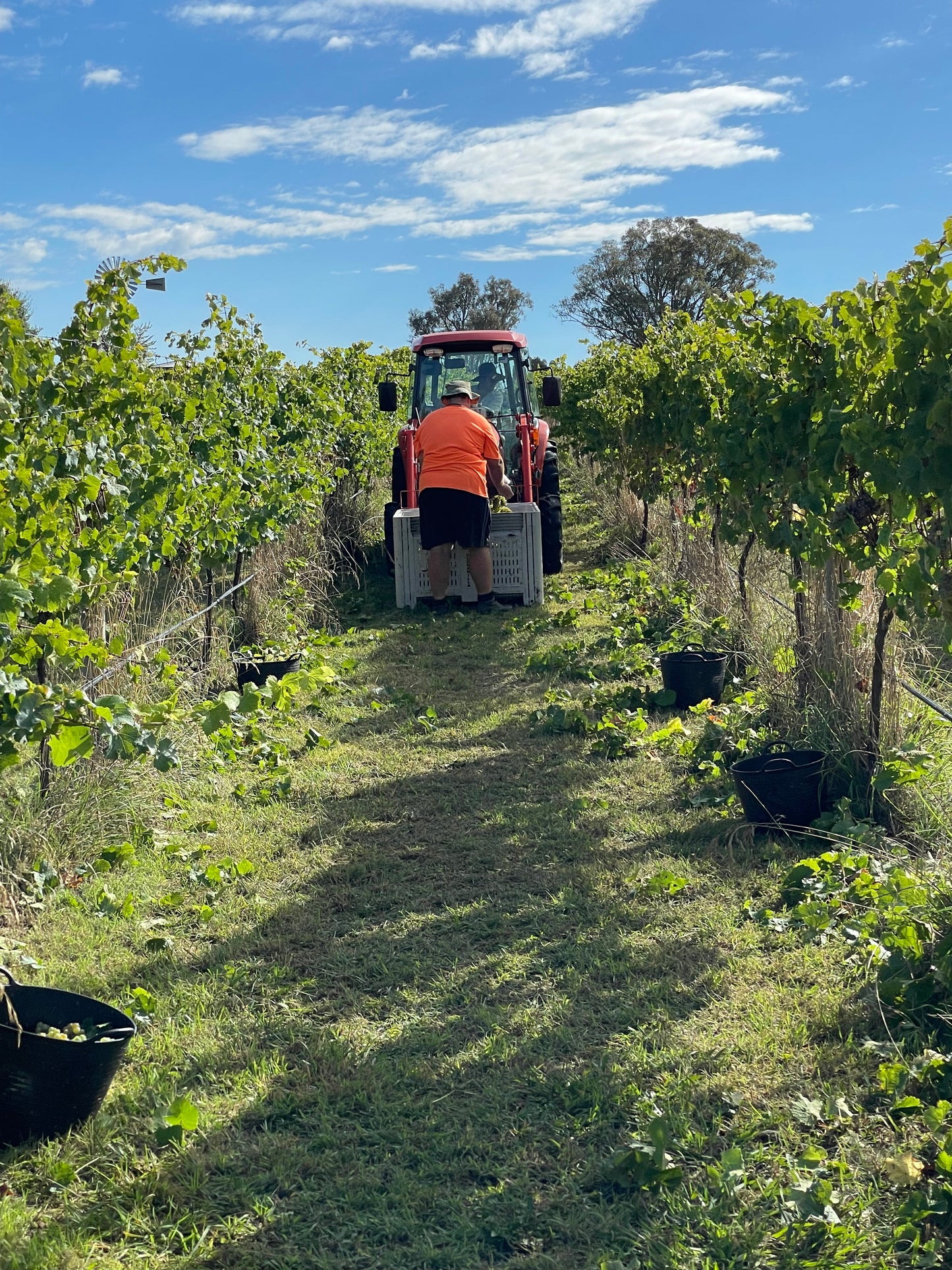 CANBERRA WINE TOURS
