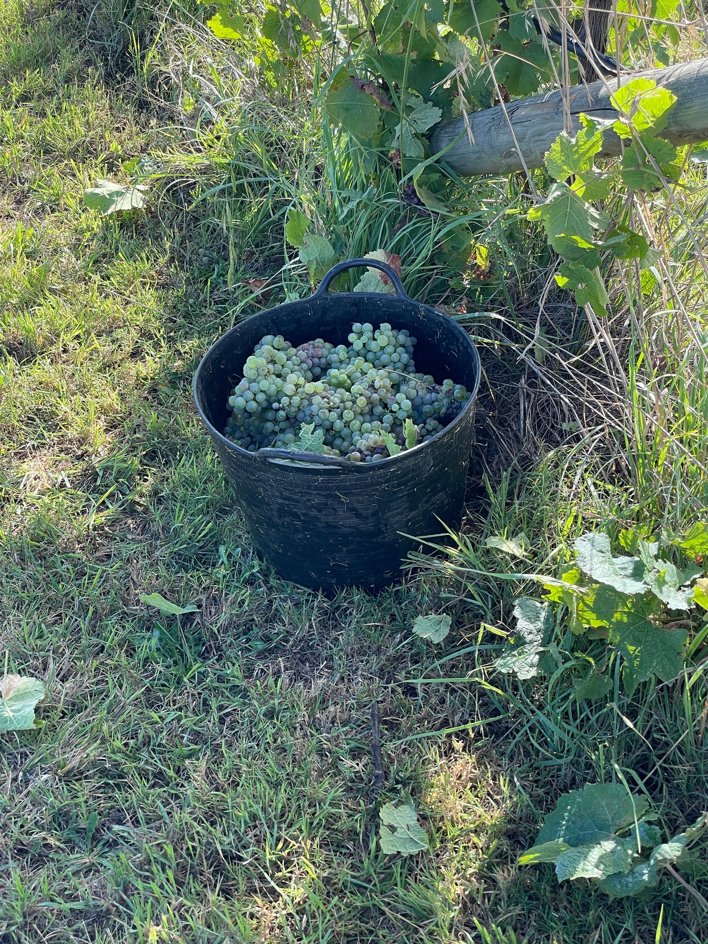 CANBERRA WINE TOURS