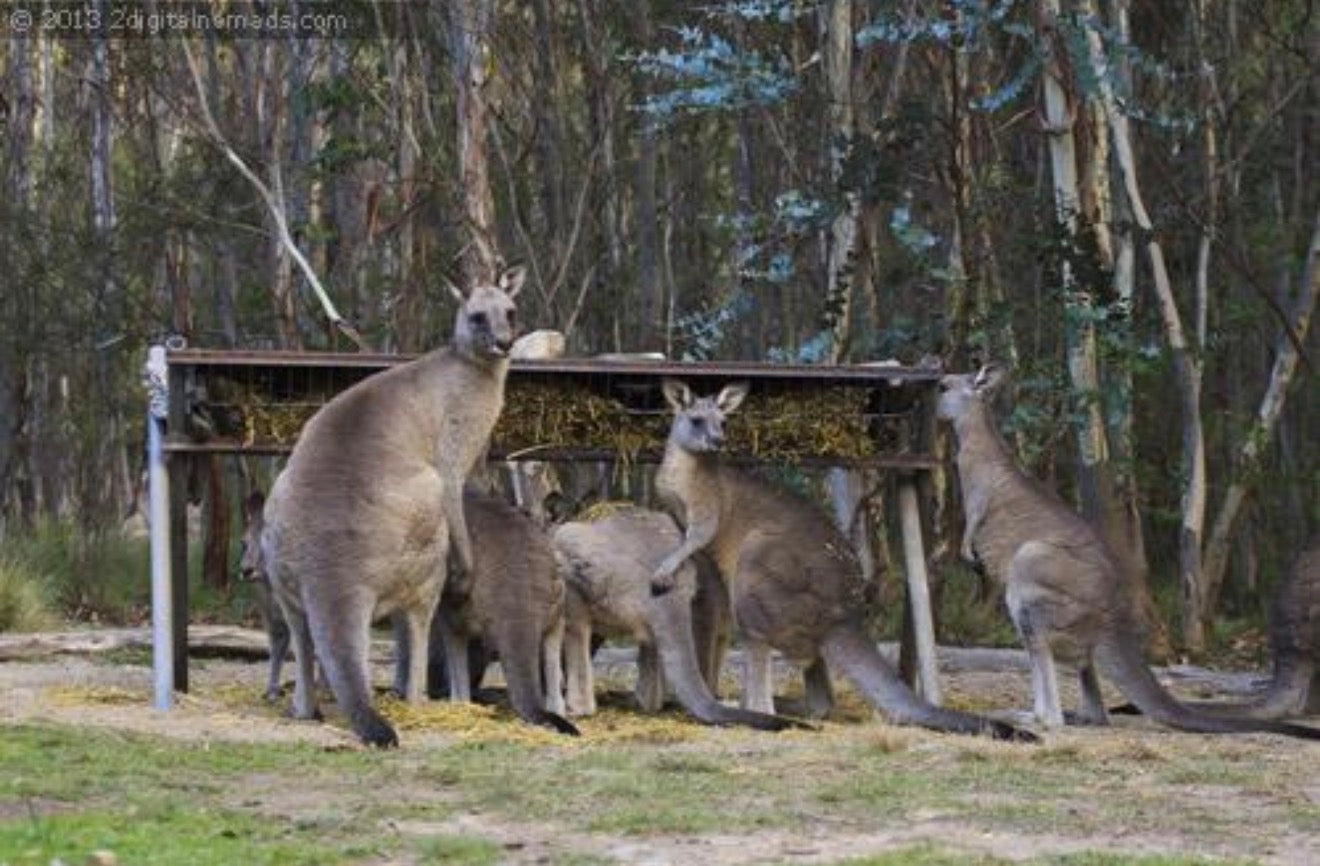 Explore the Canberra region - full day experience
